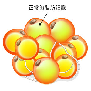 正常脂肪細胞